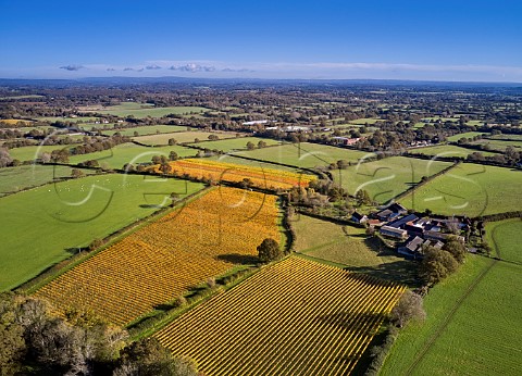 Court Garden Vineyard in the autumn Ditchling Sussex England
