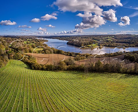 Young vineyard of Kingscote Estate above Weir Wood Reservoir East Grinstead Sussex England