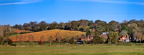 Vineyards of Sedlescombe Organic by the village of Bodiam East Sussex England