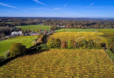 Autumnal Ortega vines at Biddenden Vineyards Biddenden Kent England