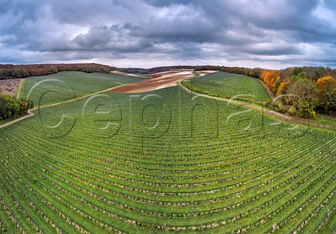 Young vines of Vineyard Farms Estate in the Bush Valley Upper Bush Cuxton Kent England