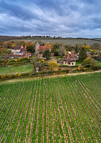 Young vines of Vineyard Farms Estate by the village of Luddesdown and its 13thcentury church Gravesham Kent England