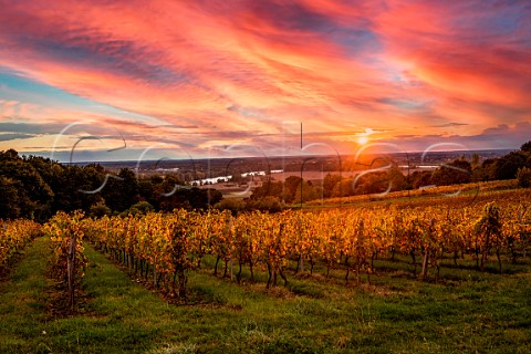 Autumnal vineyards at sunset with the Garonne River in distance Langoiran Gironde France   EntreDeuxMers  Bordeaux