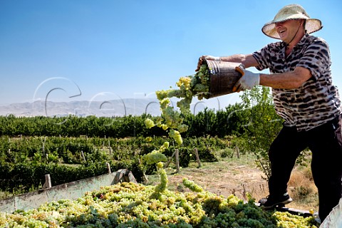 Harvesting grapes in vineyard at Artashat Armenia