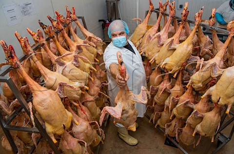 Ducks bred for Foie Gras Cooperative Agricole Palmagri Auros Gironde France