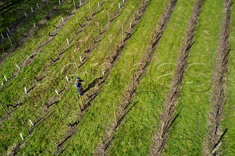 Pruning old Seyval Blanc vines at Godstone Vineyards  Godstone Surrey England