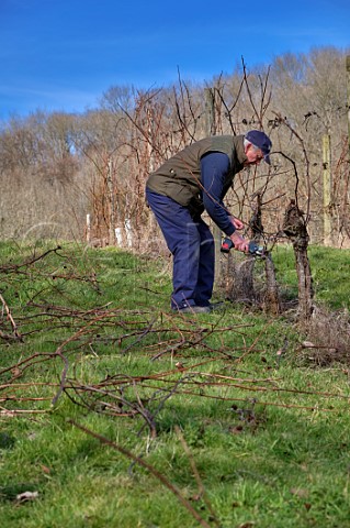 Pruning old Seyval Blanc vines at Godstone Vineyards  Godstone Surrey England