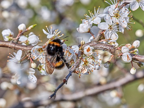 Queen Bufftailed Bumblebee nectaring on blackthorn flowers Hurst Meadows East Molesey Surrey UK