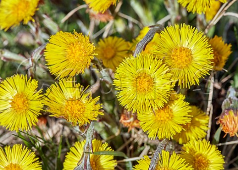 Coltsfoot flowers  Molesey Heath West Molesey Surrey UK