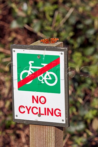 Comma butterfly perched on No Cycling sign Wimbledon Common London UK