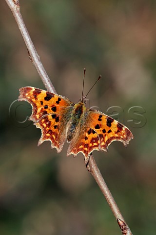 Comma butterfly basking in the sun Hurst Meadows East Molesey Surrey UK
