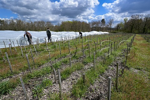 Covering vines with fabric in vineyard of Liber Pater to protect them from spring frost Landiras Gironde France Graves  Bordeaux