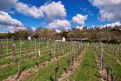 Original Chardonnay vines of Greyfriars Vineyard in early spring planted in 1989  Puttenham Surrey England