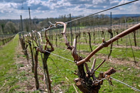 Buds on Chardonnay vines of Greyfriars Vineyard  Puttenham Surrey England