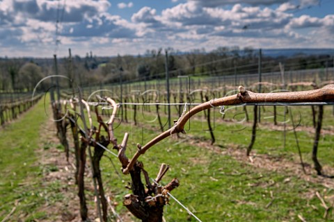 Buds on Chardonnay vines of Greyfriars Vineyard  Puttenham Surrey England