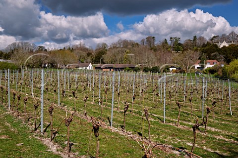 Original Chardonnay vines of Greyfriars Vineyard in early spring planted in 1989  Puttenham Surrey England