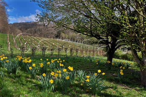 Godstone Vineyards in early spring Godstone Surrey England