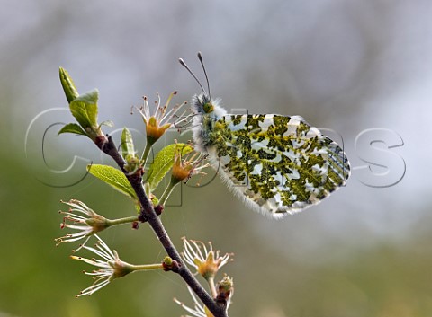 Orange Tip female perched on blackthorn Molesey Reservoirs Nature Reserve West Molesey Surrey England