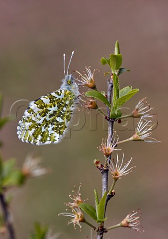 Orange Tip female perched on blackthorn Molesey Reservoirs Nature Reserve West Molesey Surrey England