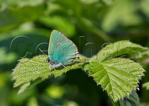 Green Hairstreak  Molesey Reservoirs Nature Reserve West Molesey Surrey UK