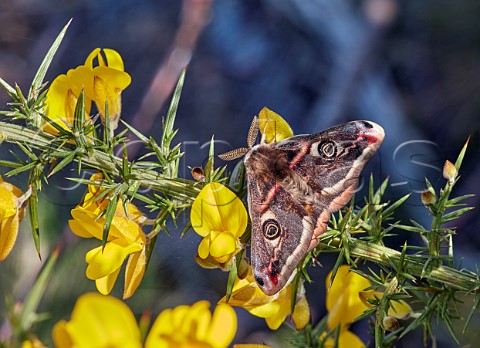 Emperor Moth male perched on gorse  Fairmile Common Esher Surrey England
