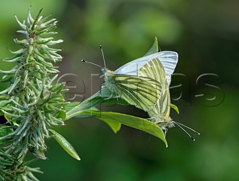 Mating pair of Greenveined White butterflies Molesey Reservoirs Nature Reserve West Molesey Surrey England