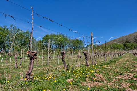 Spring flowers and Seyval Blanc vines  Godstone Vineyards Godstone Surrey England