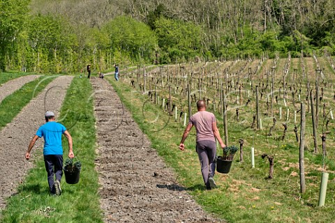 Planting Seyval Blanc vines in spring  Godstone Vineyards Godstone Surrey England