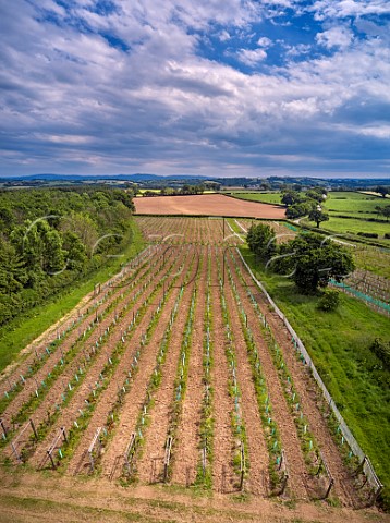 Rondo section of Torview Wines vineyard with Dartmoor in the distance  Sheepwash Beaworthy Devon England