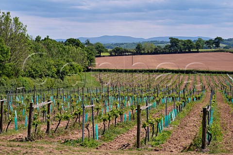 Rondo section of Torview Wines vineyard with Dartmoor in the distance Wild flowers are allowed to grow between the vines to reduce vigour and enhance biodiversity Sheepwash Beaworthy Devon England