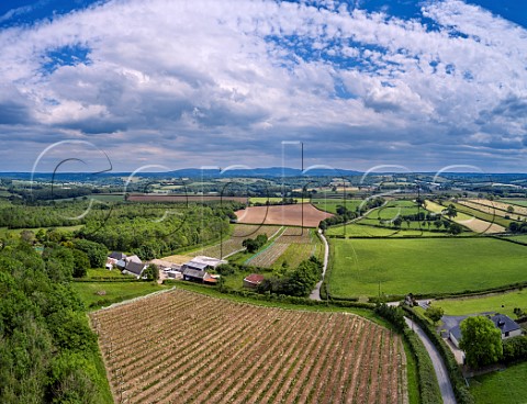 Torview Wines vineyards with Dartmoor in the distance  Sheepwash Beaworthy Devon England