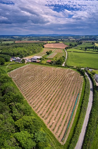 Torview Wines vineyards with Dartmoor in the distance  Sheepwash Beaworthy Devon England