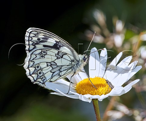 Marbled White perched on Oxeye Daisy Molesey Reservoirs Nature Reserve West Molesey Surrey England