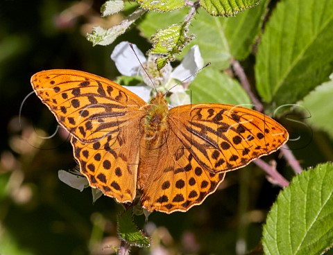 Silverwashed Fritillary on bramble flowers Arbrook Common Claygate Surrey England