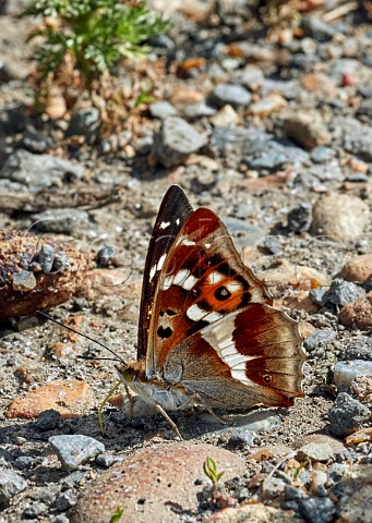 Purple Emperor taking minerals from the ground Princes Coverts Oxshott Surrey England