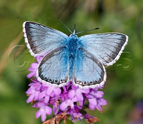 Chalkhill Blue nectaring on Pyramidal Orchid Denbies Hillside Ranmore Common Surrey England