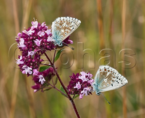 Chalkhill Blue butterflies perched on wild marjoram Bottom one is aberration post obsoleta Denbies Hillside Ranmore Common Surrey England
