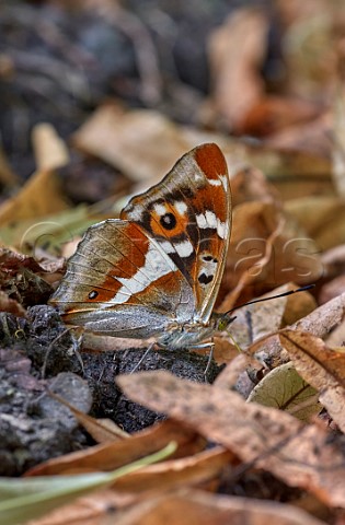 Purple Emperor taking minerals from dog poo with its proboscis Princes Coverts Oxshott Surrey England