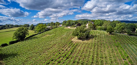 Vineyard and winery of Ancre Hill Estates  Monmouth Monmouthshire Wales