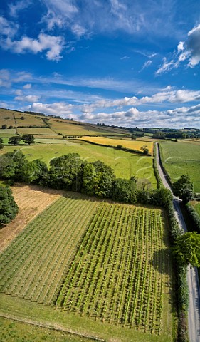 Whinyard Rocks vineyard planted with Solaris Regent Ortega Phoenix and Rondo vines New Radnor Powys Wales