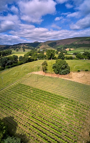 Whinyard Rocks vineyard planted with Solaris Regent Ortega Phoenix and Rondo vines New Radnor Powys Wales