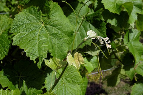 Solaris vine in Whinyard Rocks vineyard New Radnor Powys Wales