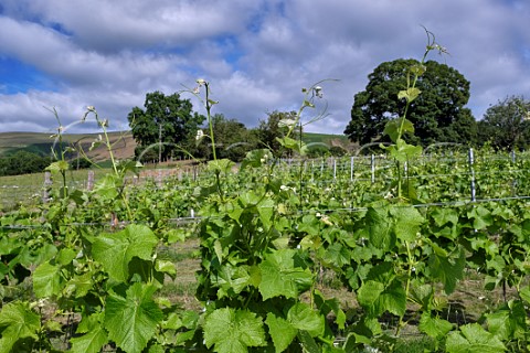 Solaris vines in Whinyard Rocks vineyard New Radnor Powys Wales