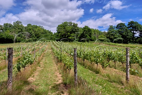 Pinot Meunier vines at Black Mountain Vineyard  Turnastone Herefordshire England