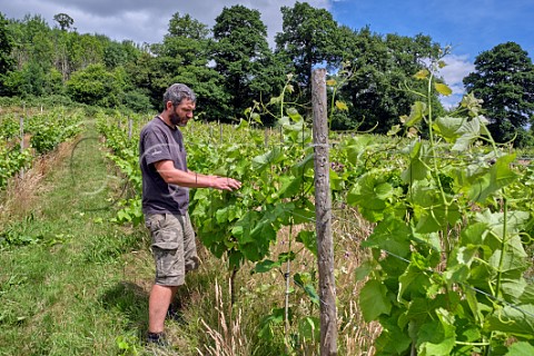 Mark Smith tucking in Solaris vines at Black Mountain Vineyard Turnastone Herefordshire England