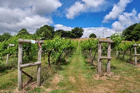 Seyval Blanc vines at The Sugar Loaf Vineyards Abergavenny Monmouthshire Wales