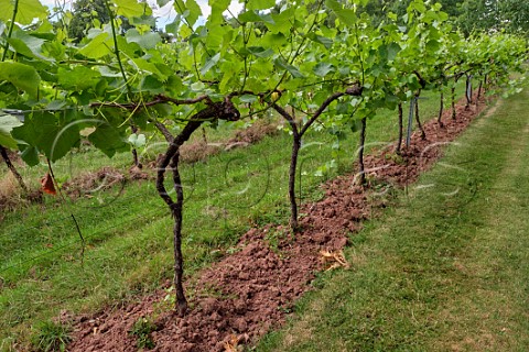 Undervine management is by ploughing in the biodynamic vineyards of Ancre Hill Estates  Monmouth Monmouthshire Wales