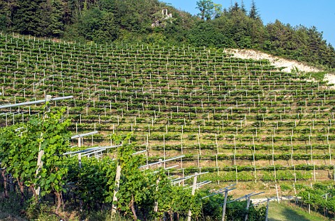 Vines trained on pergolas in the Maternigo estate of Tedeschi Mezzane di Sopra Valpolicella Veneto Italy