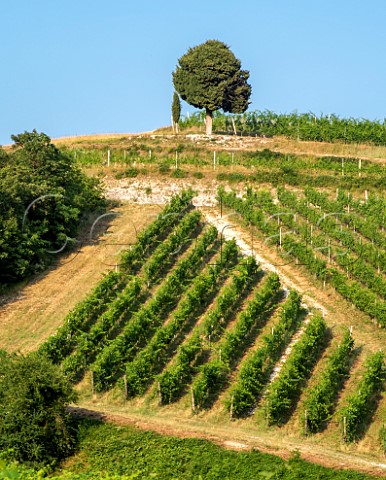 Vineyard on Maternigo estate of Tedeschi Mezzane di Sopra Valpolicella Veneto Italy