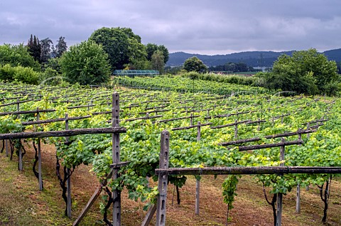 Erbaluce vineyard of Benito Favaro Piverone Piedmont Italy